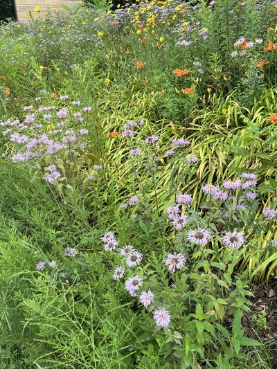 Prarie Patch