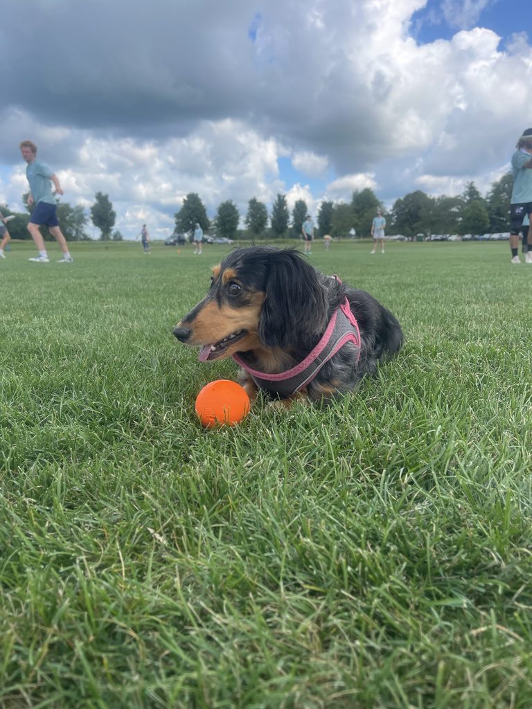 Dachshund relaxing in a field