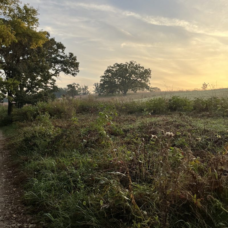 Prairie with two trees in the arb in the morning