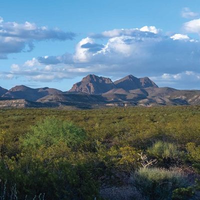 landscape with prairie plants in foreground and mountains in background