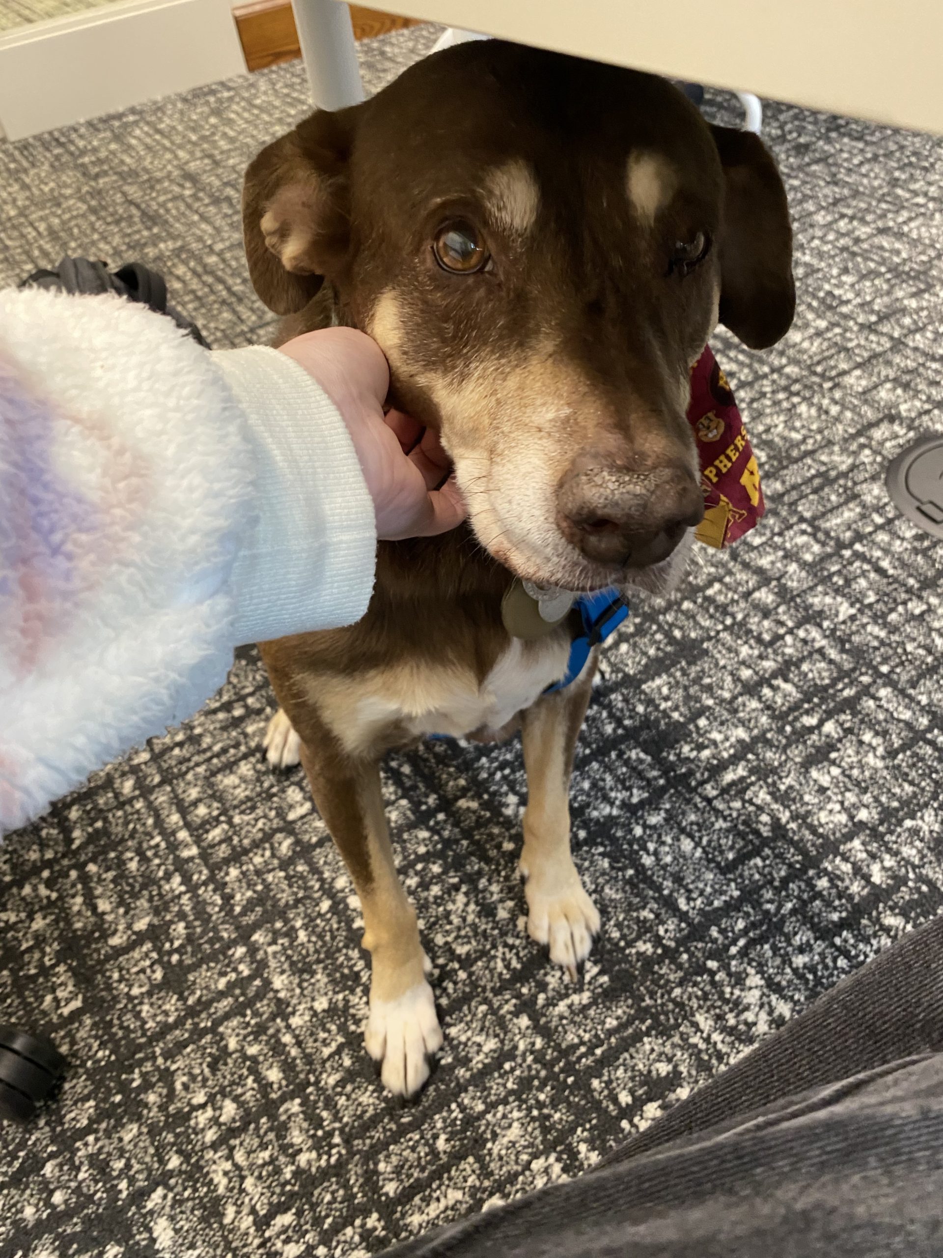A dog with a hankerchief