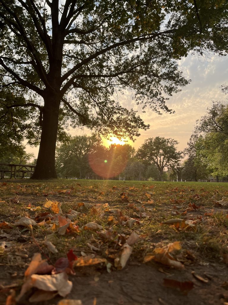 bald spot in autumn evening