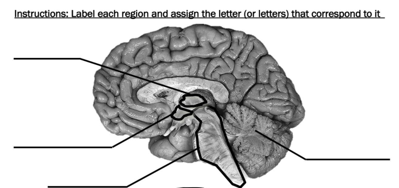 textbook image of brain