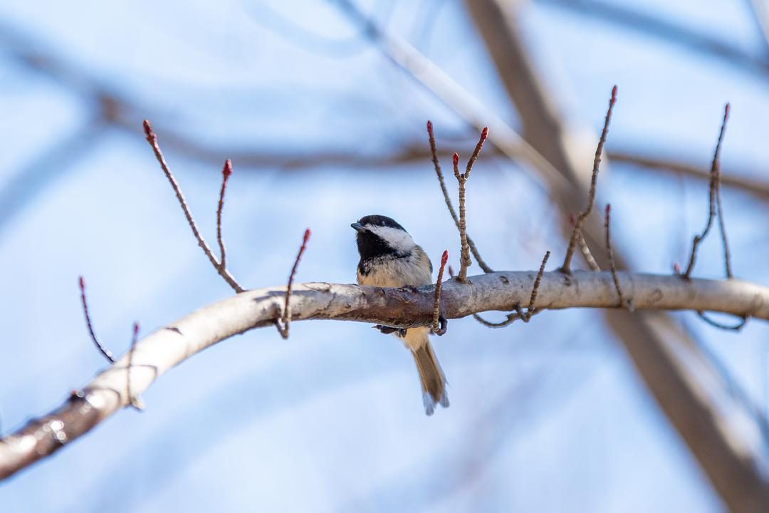 Bird on a branch