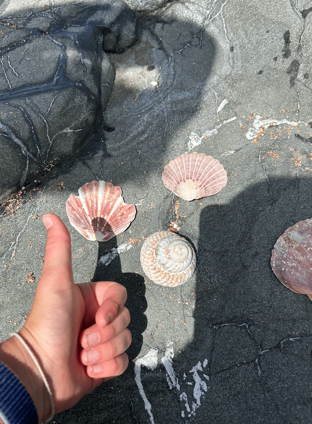 Shells about the size of a thumb