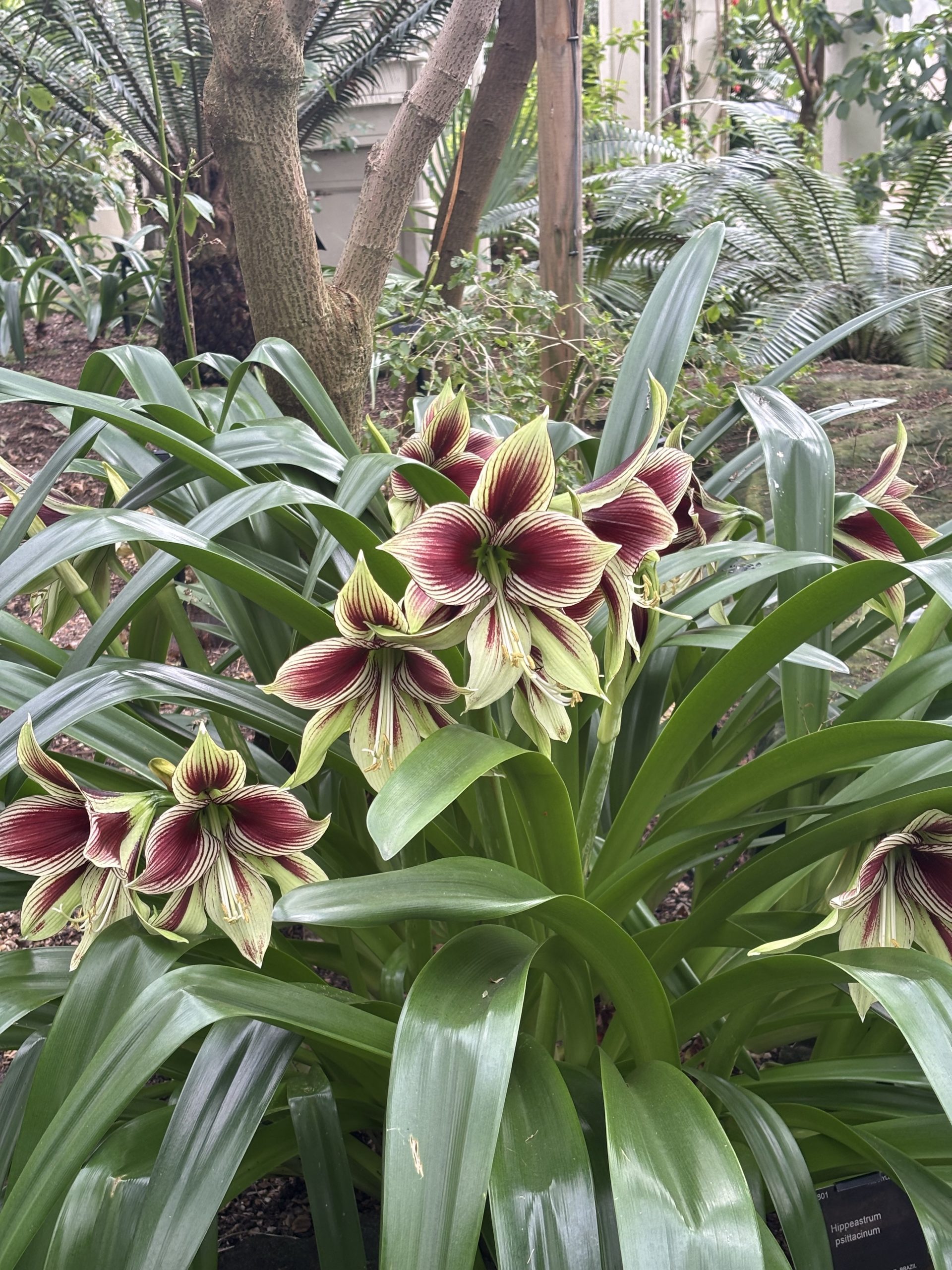 Some yellow and red flowers