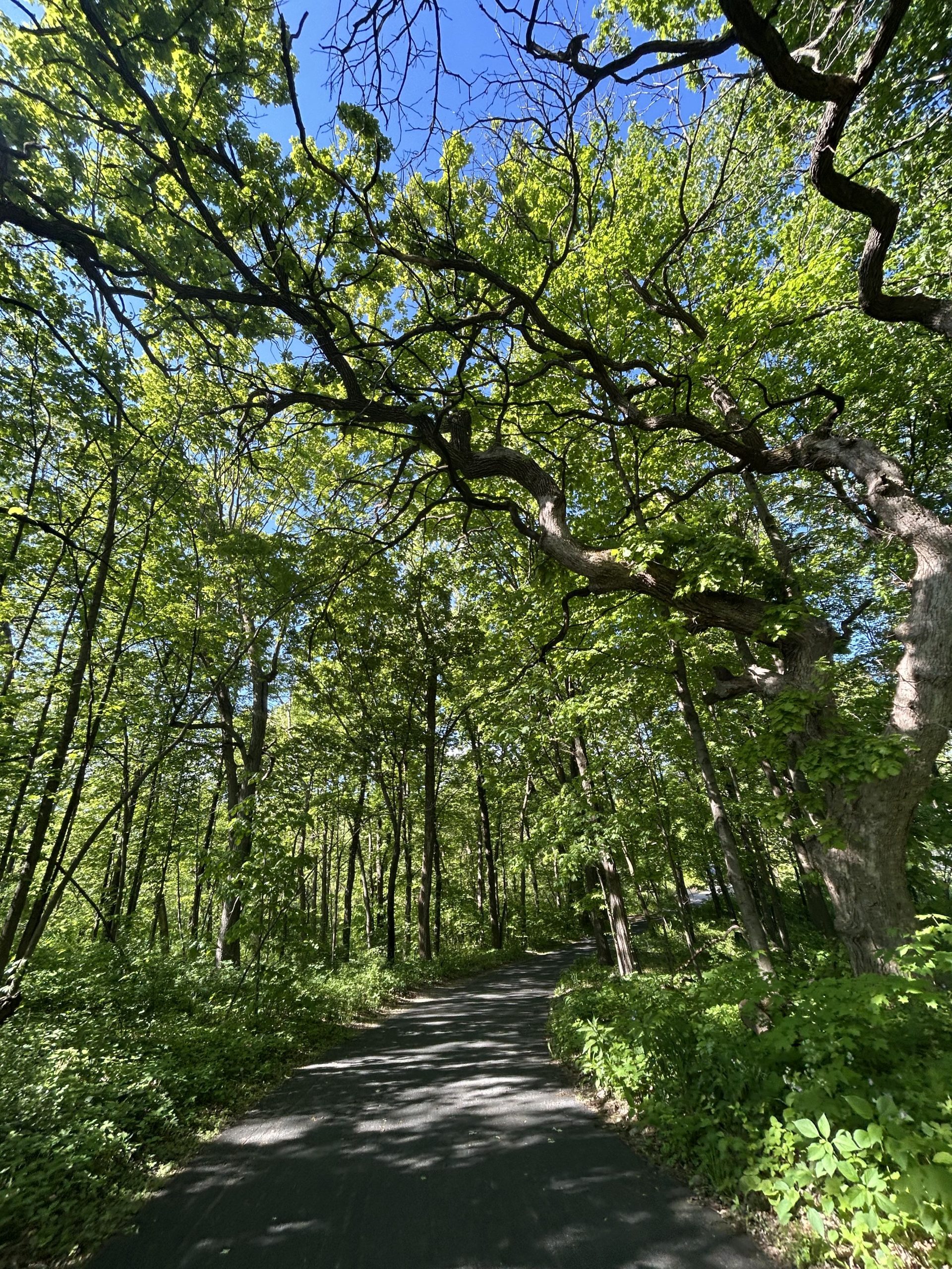 emma's pretty photo of the arb
