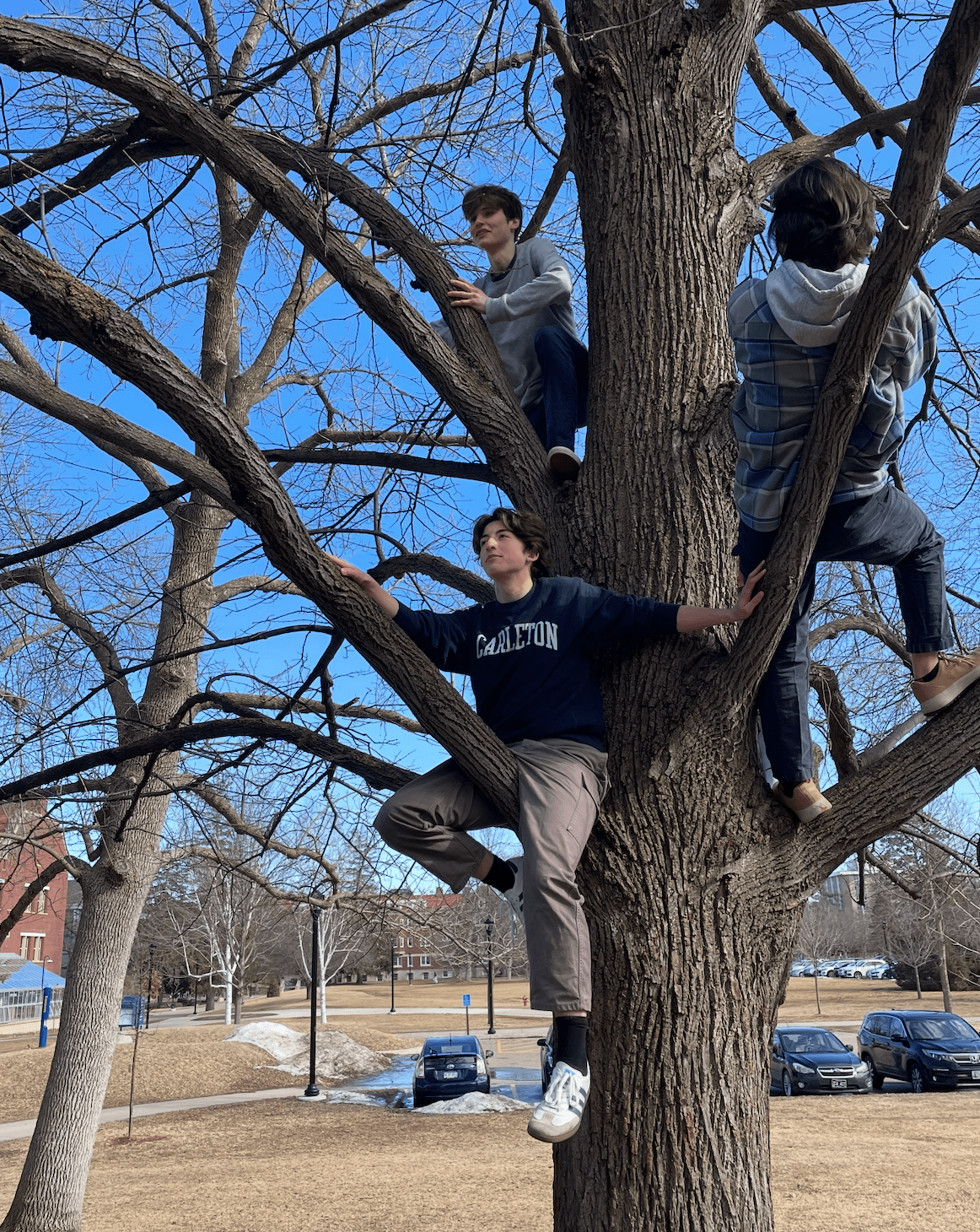 People in tree