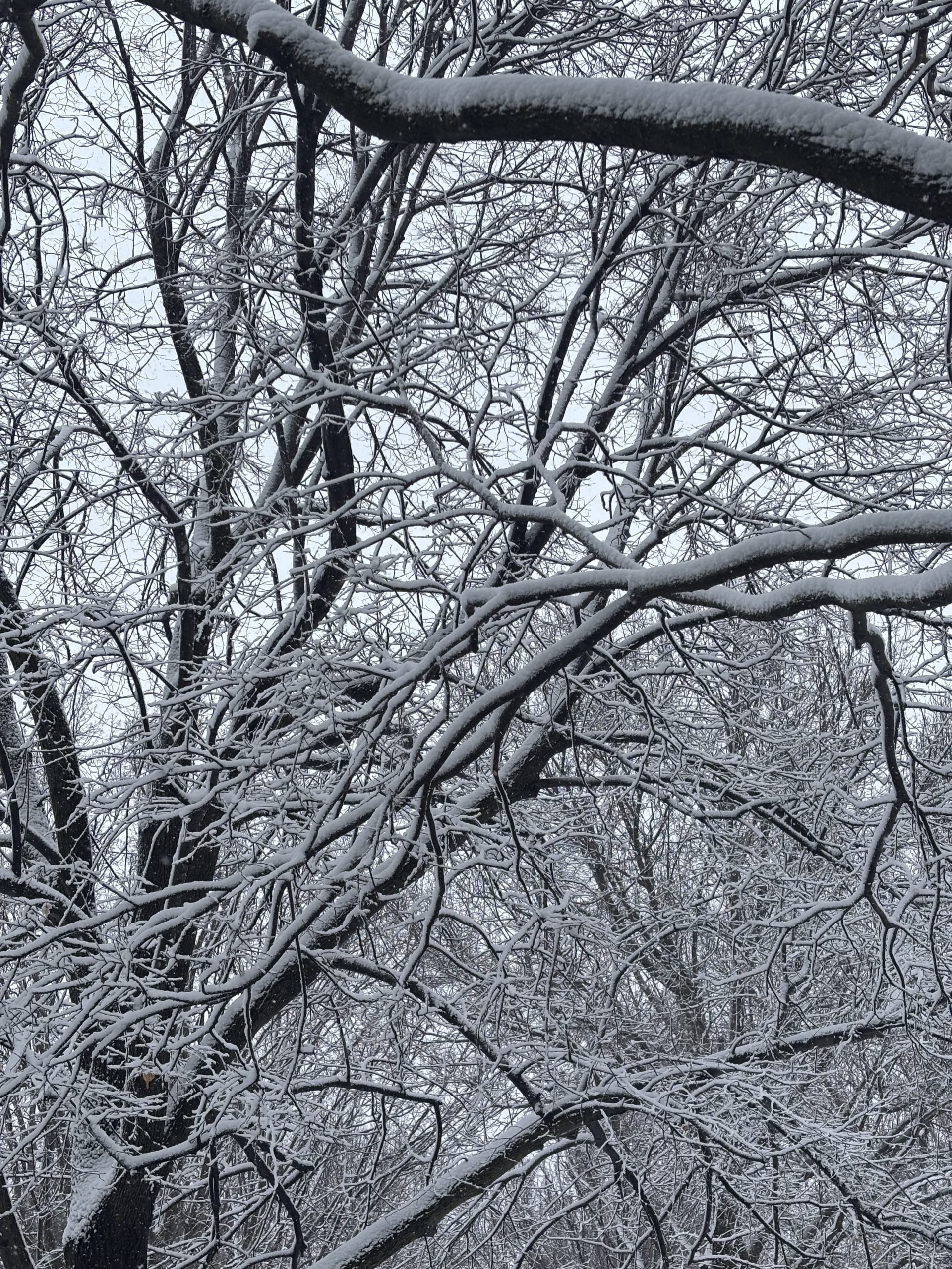A tree with snow on it