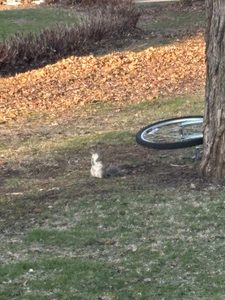 A squirrel on the lawn