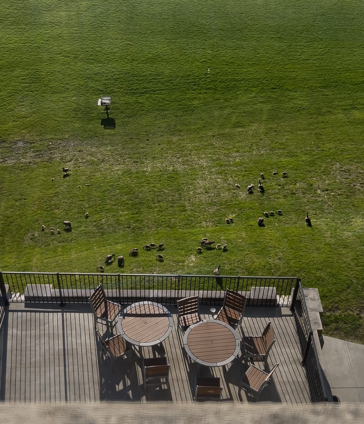 evans hall deck & geese