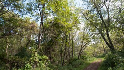 A path with trees decorating the background