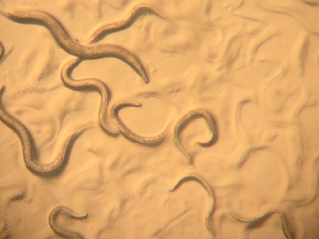 c. elegans, a species of worm used by the biology department