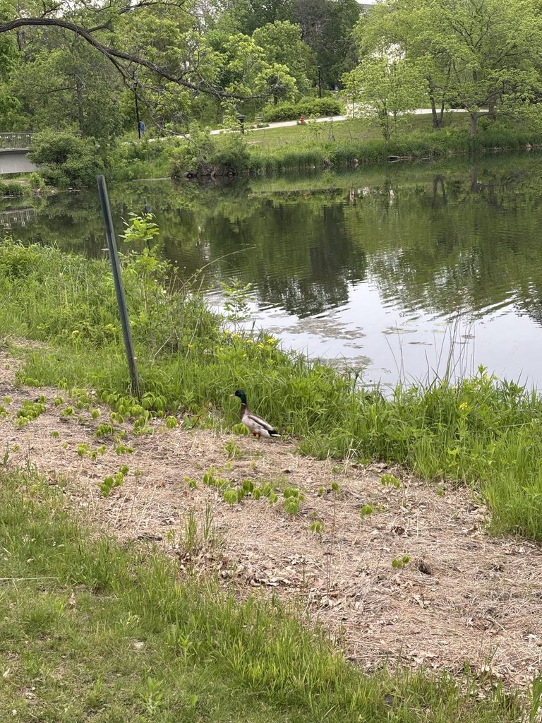 A duck in front of Lyman Lakes