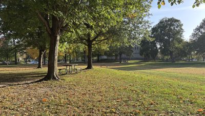 Fall leaves on the bald spot
