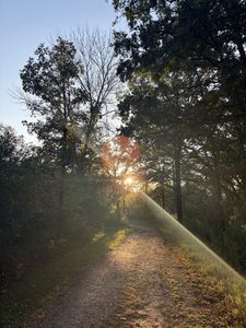 The sun through the leaves of the arb