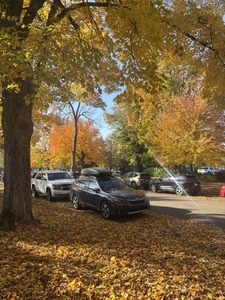 Fall trees on the way to the chapel