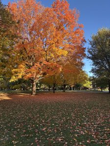 Orange trees on campus