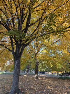 Yellow trees on campus