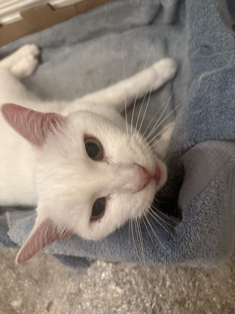a cat looking at the camera
