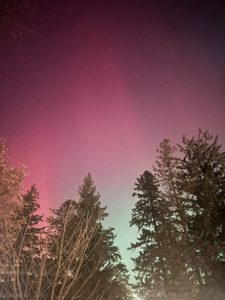 red and green northern lights over the trees