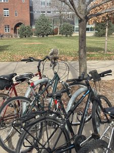 A squirrel on some bikes