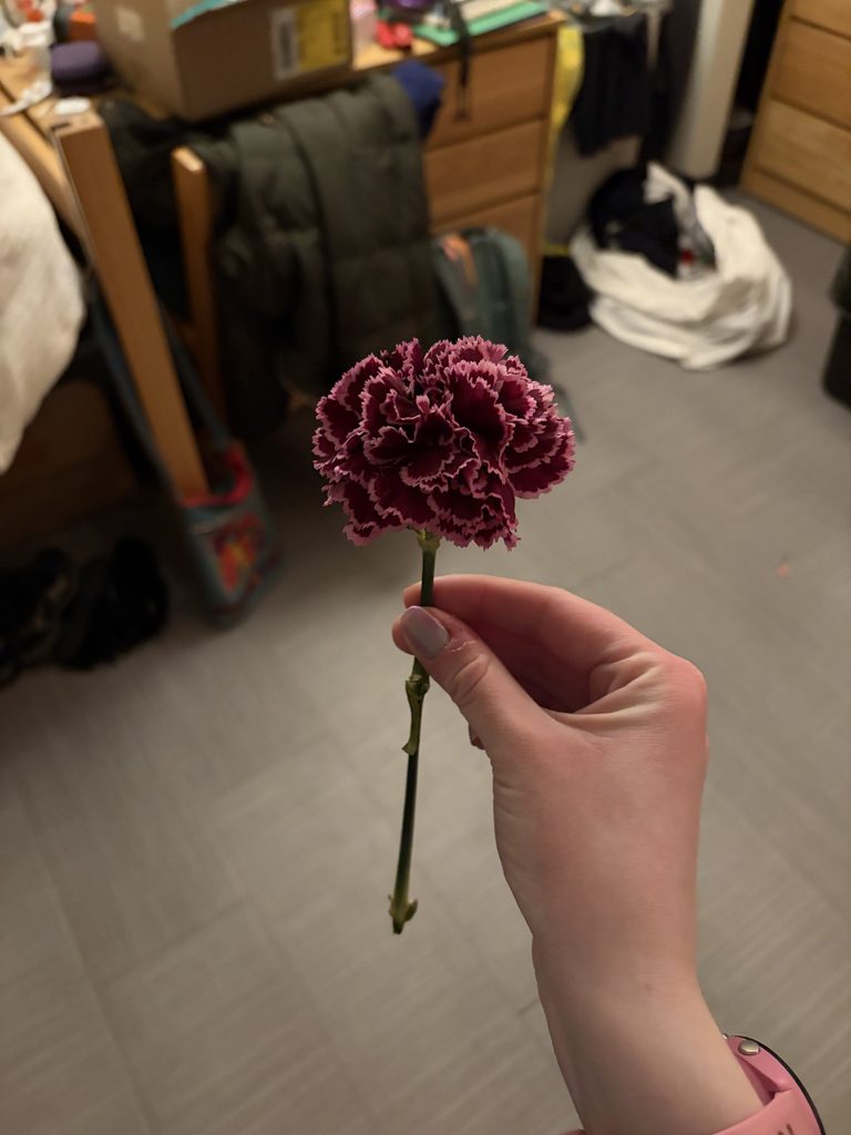 a single carnation