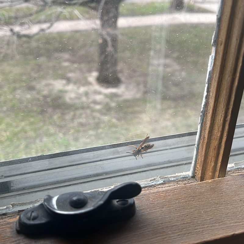 wasp inside window