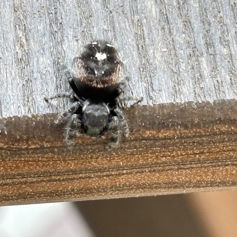 spider