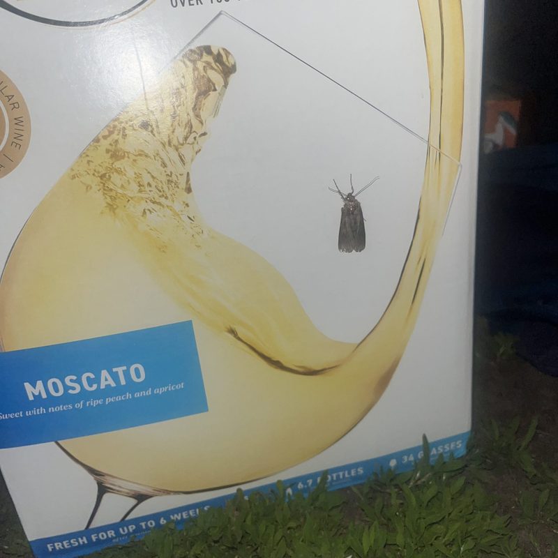 moth on box
