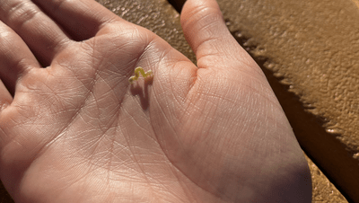 Photo of inchworm on hand