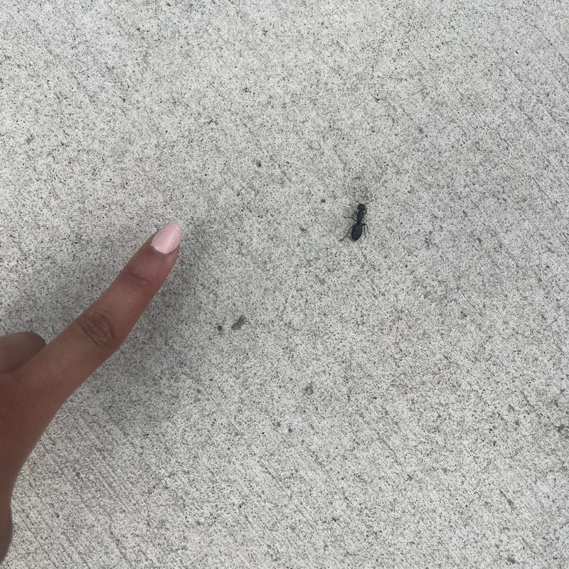 very large ant