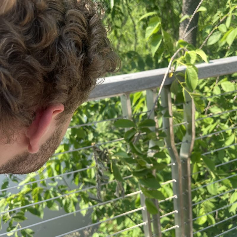 person looking at dragonfly