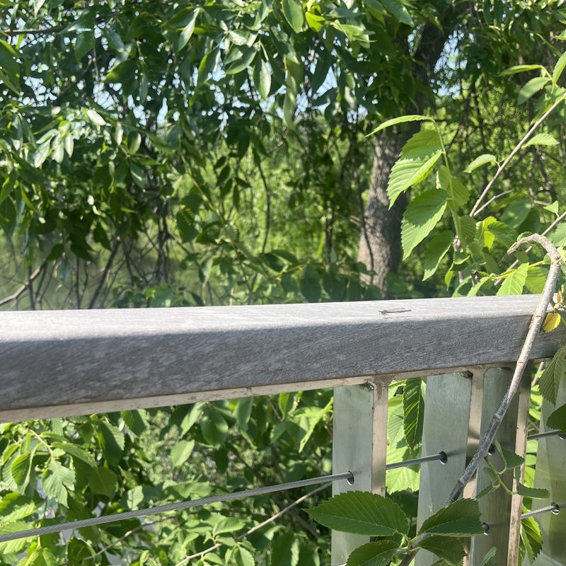 green dragonfly
