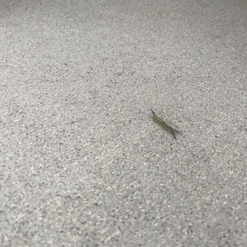 caterpillar
