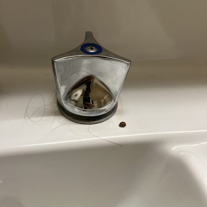 ladybug on sink