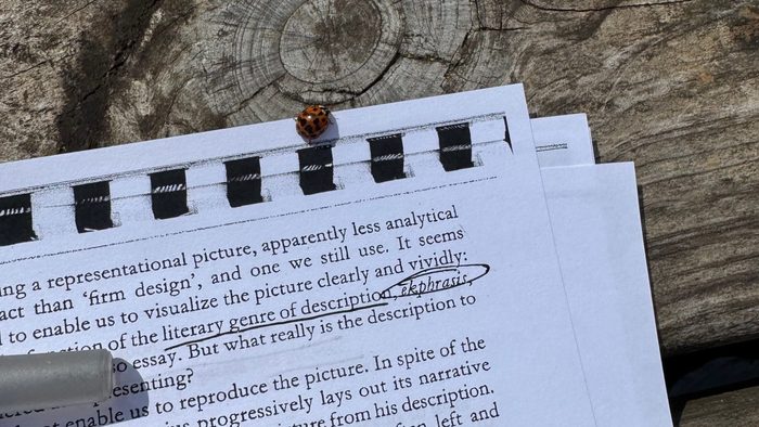 A spotted insect sits on top of a piece of paper on a wooden table
