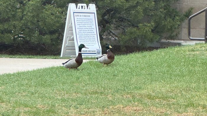 Two ducks wandering across a lawn