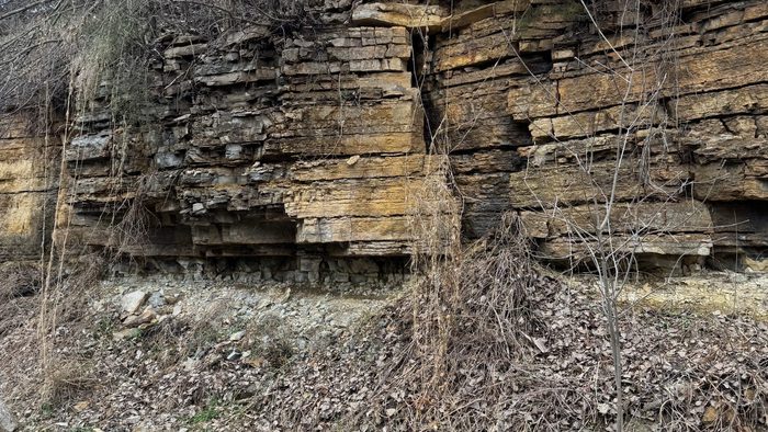 A tree grows out of a large outcropping of yellow rocks