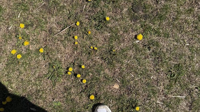 A photo taken looking down of a person's feet on a lawn with dandelions