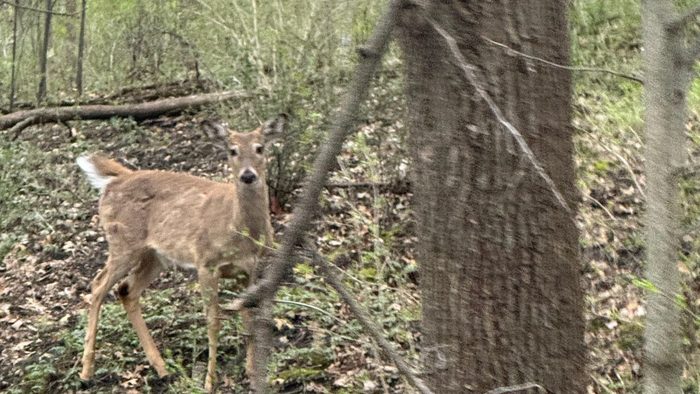 A deer looks into the camera from behind trees