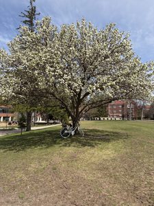 a blooming tree on near Anderson