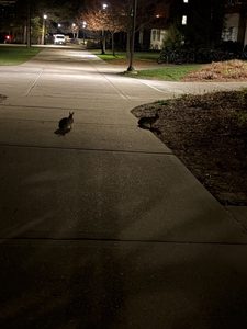 two bunnies at night