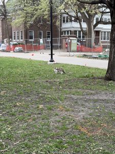A cat near the Weitz