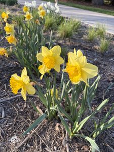 three daffodils