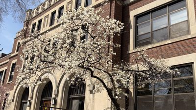 a tree outside of Leighton