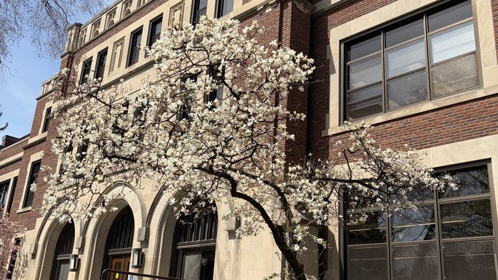 a tree outside of Leighton