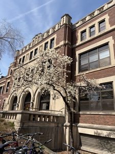 a tree outside of Leighton