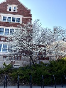 A tree outside of Nourse