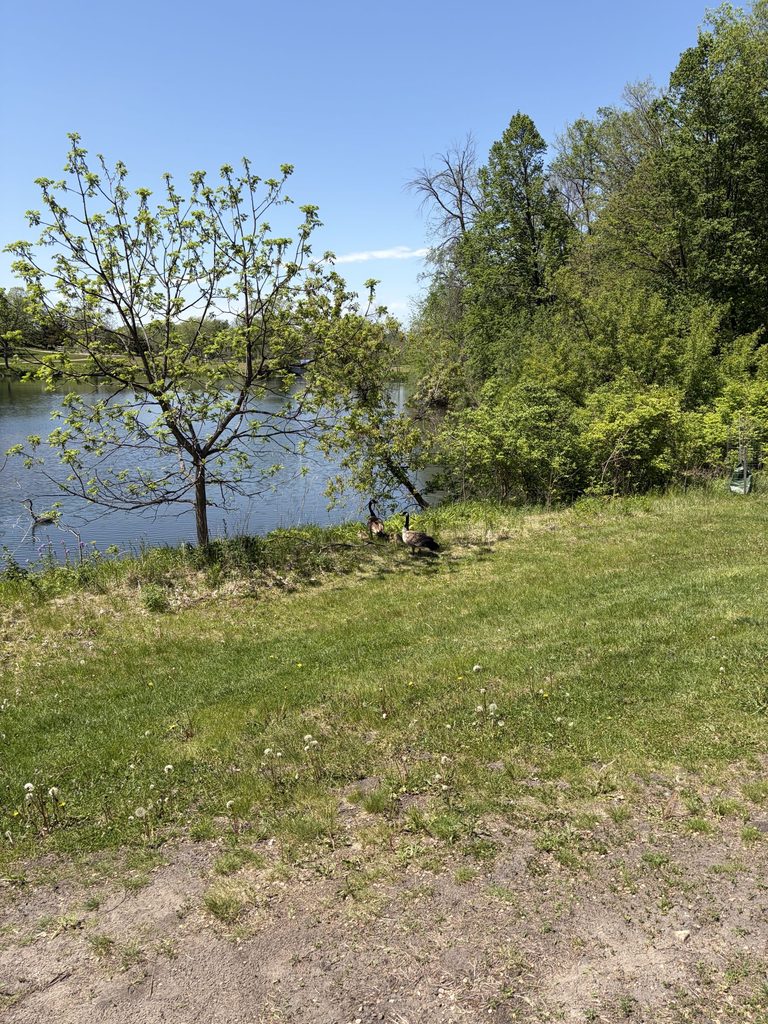 geese near the lakes